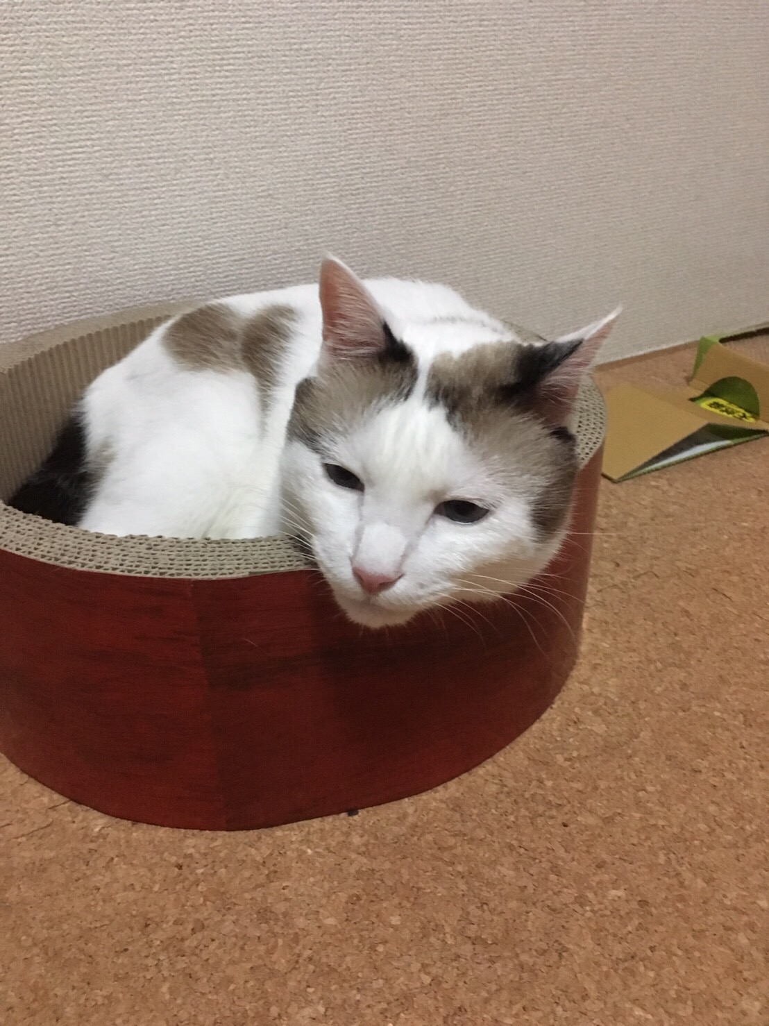 静岡にあるエスアンドエフ(S&F)美容室猫