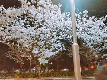静岡にあるエスアンドエフ(S&F),夜桜